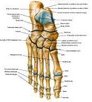 Anatomie: heup,bovenbeen,knie,onderbeen,enkel,voet,acetabulum,collum femoris,trachanter,femur,epicondyl,meniscus,kruisband,cruciate ligament,patella,knieschijf,tibia,fibula,malleolus,talus,calcaneus,tarsus,metatarsus,phalanx,falanx,quadriceps femoris,rectus femoris,sartorius,tensor fasciae latae,tractus iliotibialis,biceps femoris,gastrocnemius,semimembranosus,semitendinosus,soleus,suralis,vena saphena parva,vena saphena magna,sciatic,ischiadicus,peronea